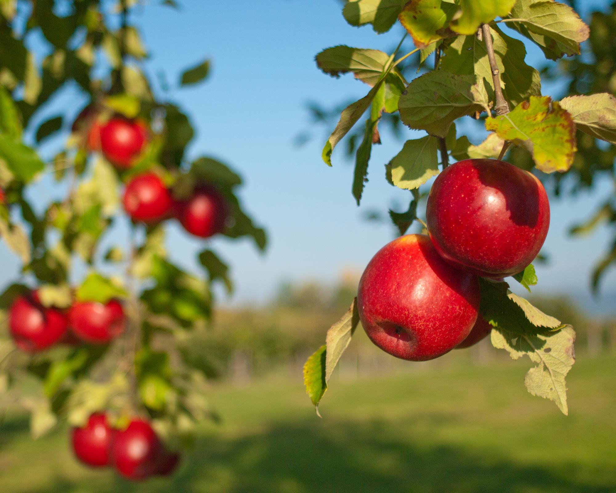 Röda äpplen som hänger från ett träd